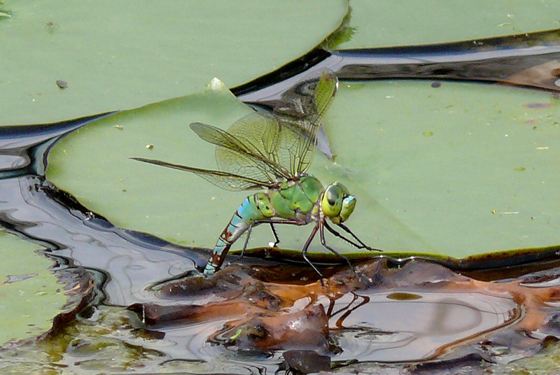 libellula in deposizione - Anax imperator